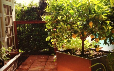 Zitrusbäume für mediterranes Flair auf der Gartenterrasse und reicher Ernte
