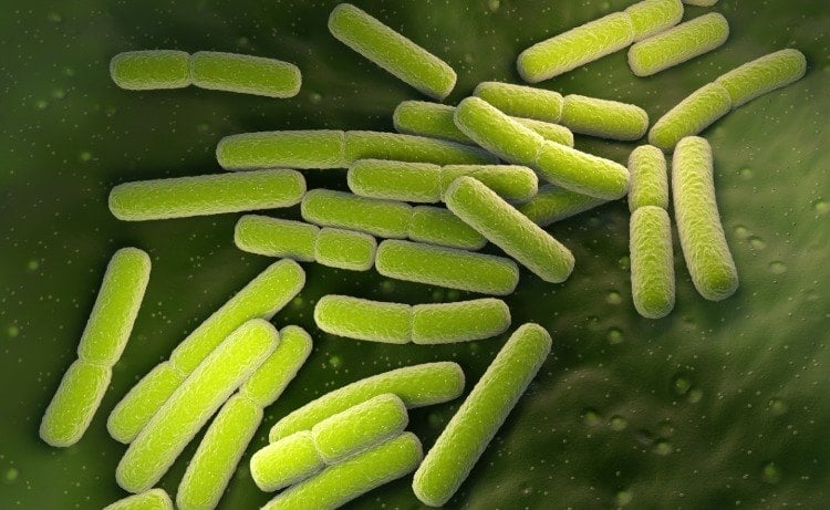 e koli bakterien als ursache für leaky gut