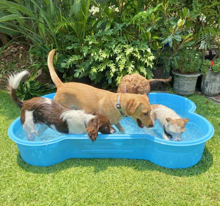 hundefreundliche Balkonideen Schwimmbad für Hunde tragbar