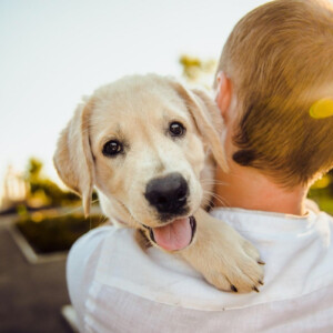 hundeversicherung was ist wichtig