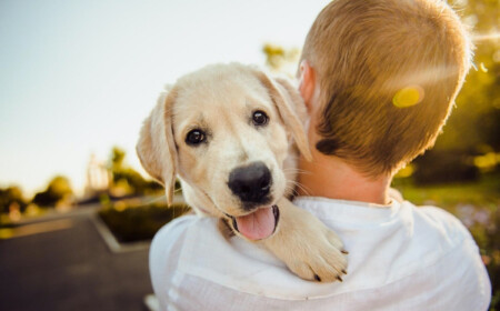 hundeversicherung was ist wichtig