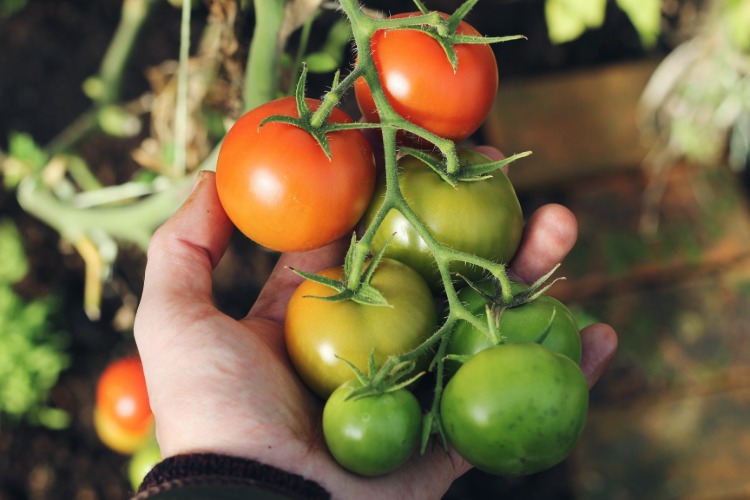 mann prüft ernte von tomaten im hochbeet wachsend schutz vor schädlingen und tipps zur bewässerung