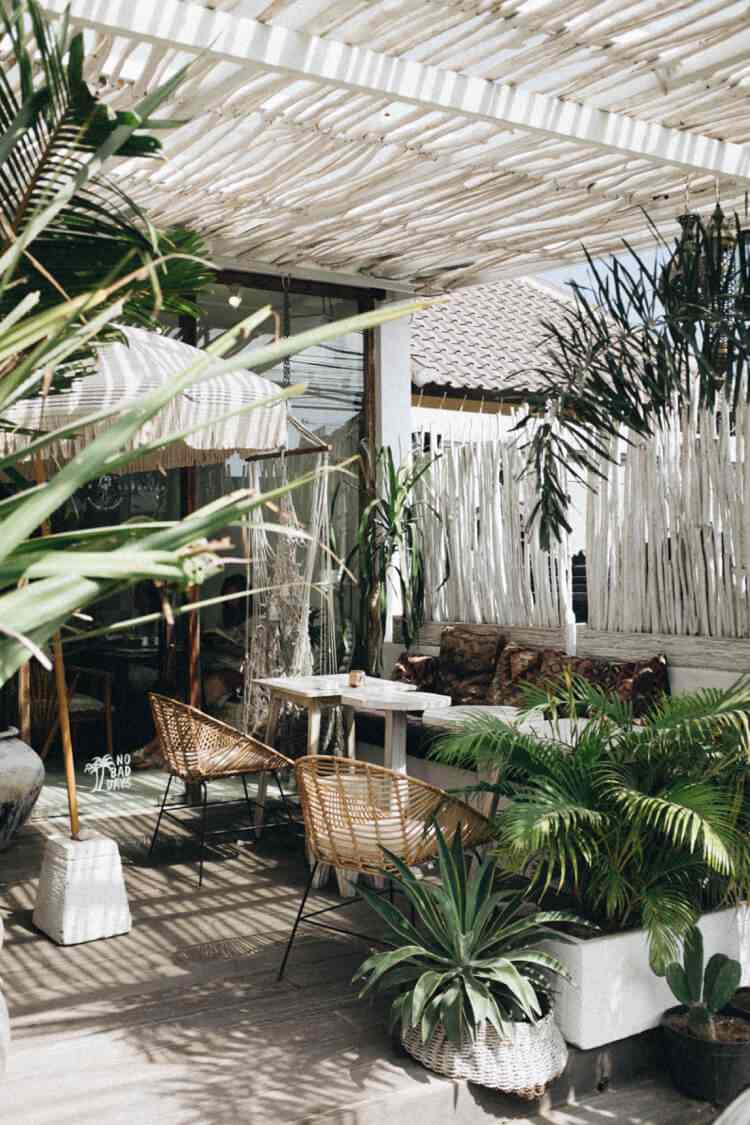 mediterrane Pflanzen wie Palmen Tipps rund um Pflege auf Terrasse und Balkon