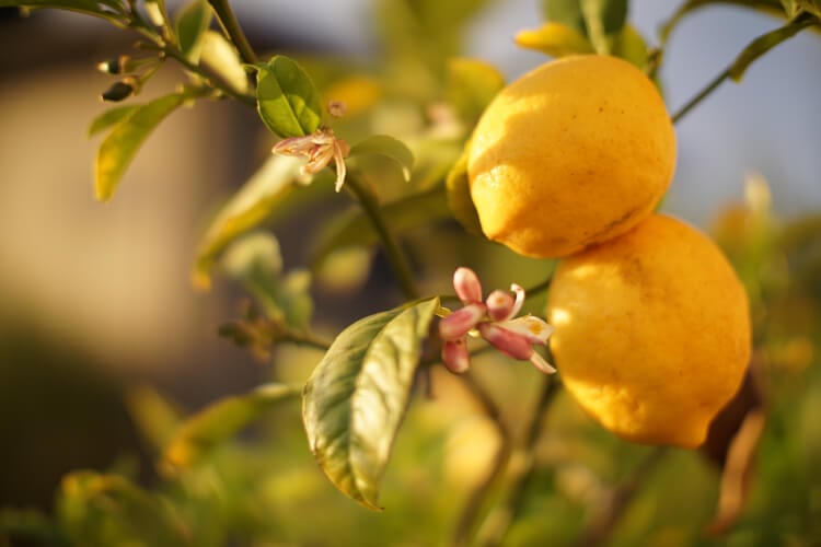 mediterrane Pflanzen wie Zitrone im Blumenkübel bepflanzen Tipps
