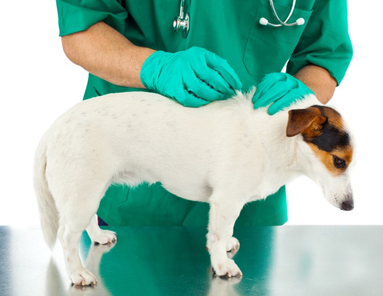 natürliche mittel gegen zecken und flöhe bei hunden tierarzt