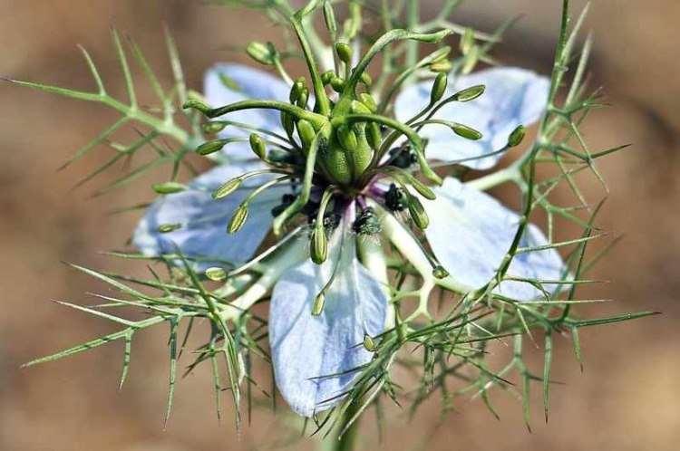 nigella sativa pflanze für schwarzkümmelöl gegen zecken wirksam