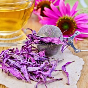 teezubereitung aus getrockneten lila blüten aus purpursonnenhut