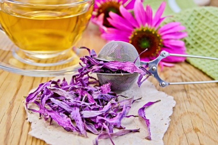 teezubereitung aus getrockneten lila blüten aus purpursonnenhut