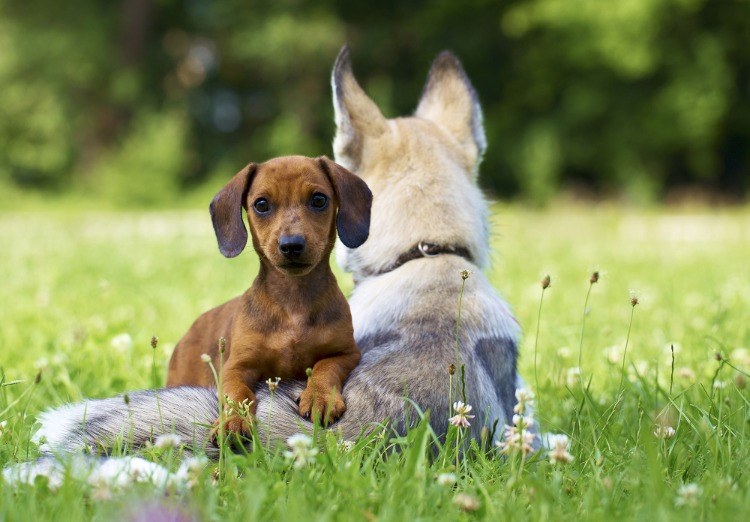 zwei hunde sitzen auf dem rasen im freien schwarzkümmelöl gegen zecken bei hunden möglich