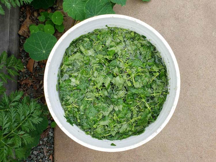 Aus Kompost Tee zubereiten als Düngemittel für Blumen und Pflanzen