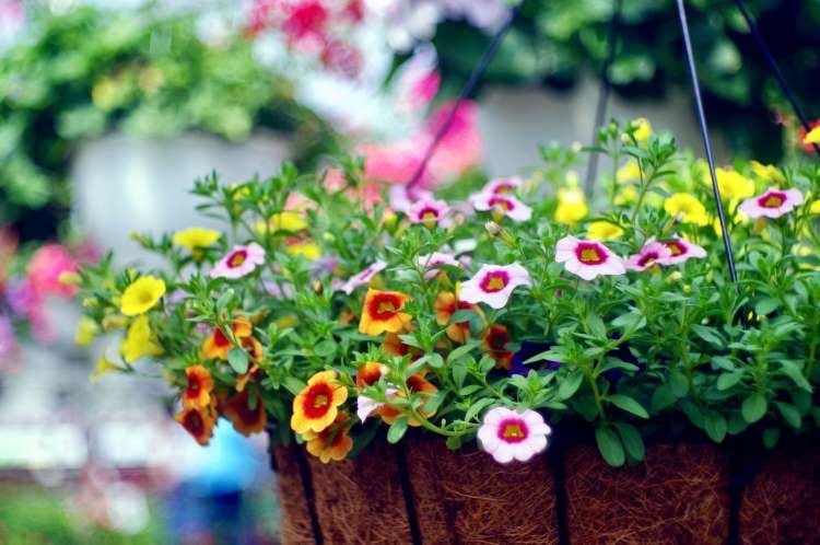 Balkonpflanzen für Sommer mit Standort in voller Sonne Ideen für Hängepflanzen