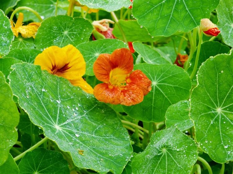 Balkonpflanzen für Sommer und Ideen für Hängepflanzen im Blumenkasten bepflanzen Kapuzinerkresse