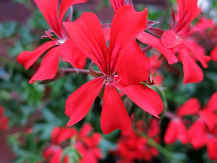 Balkonpflanzen für Sommer zum Bepflanzen hängend im Blumenkasten rote Hängegeranien Pflege