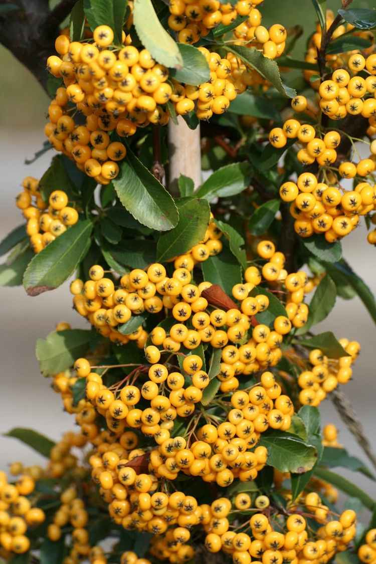 Der Feuerdorn (Pyracantha) schmückt den Garten mit gelben Beeren