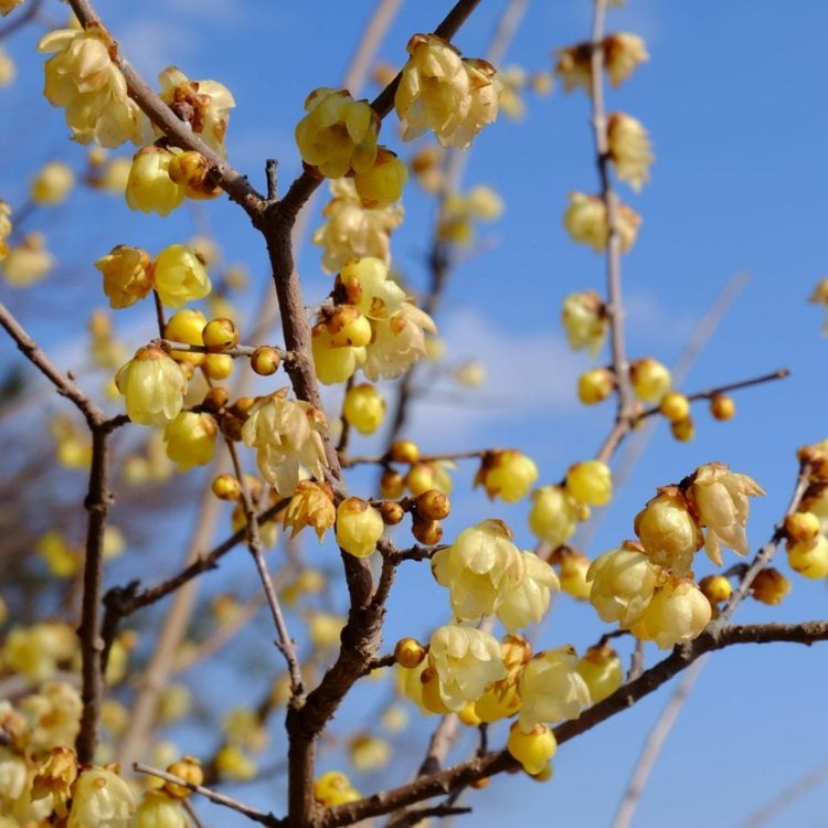 Die Chinesische Winterblüte (Chimonanthus praecox) bekommt gelbe Blüten im Winter