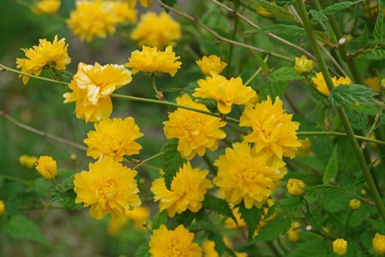 10 gelb blühende Büsche 30 mm hoch Sträucher 