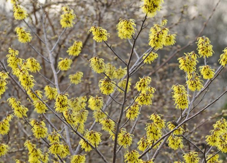 Gelbe Sträucher - Die Zaubernuss (Hamamelis) besitzt interessante Blüten und ist ein Hingucker im Garten