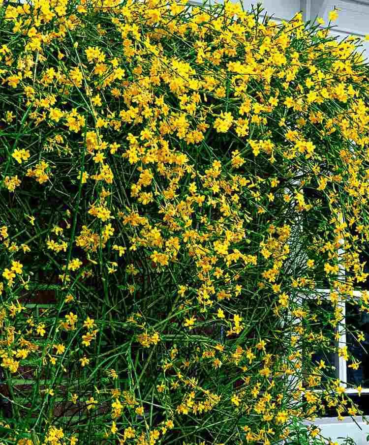 Gelbe Sträucher als Frühblüher- Gelber Winterjasmin (Jasminum nudiflorum) blüht im Winter