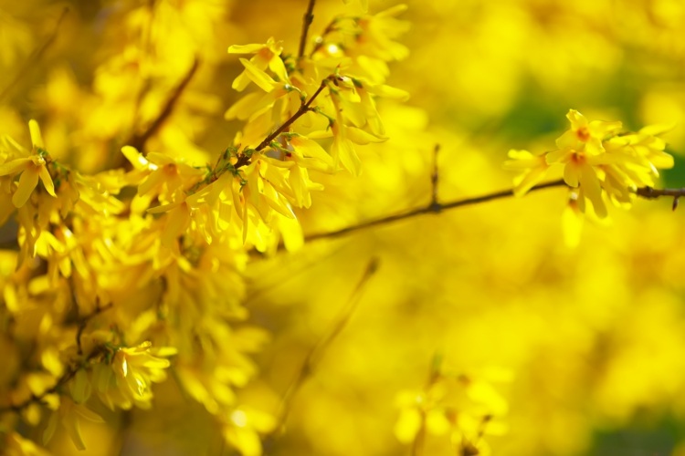 Gelbe Sträucher, die im Frühling blühen -Forsythien (Forsythia x intermedia)