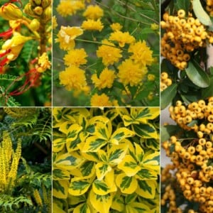 Gelbe Sträucher für den Garten - Blüten, Blätter und Beeren