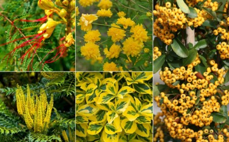 Gelbe Sträucher für den Garten - Blüten, Blätter und Beeren