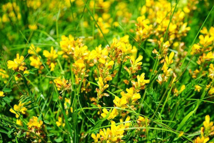 Gelbe Sträucher für kleine Gärten - Färberginster (Genista tinctoria)