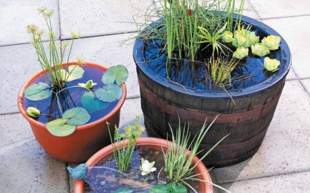 Miniteich anlegen in Mörtelkübel oder Holzfass für Balkon und Terrasse