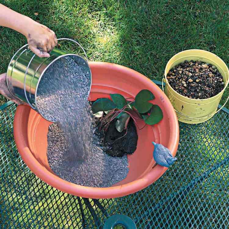 Miniteich bepflanzen mit Mini-Seerosen