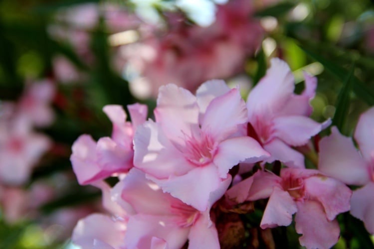 Oleander Dünger selber machen aus Eierschalen Anleitung