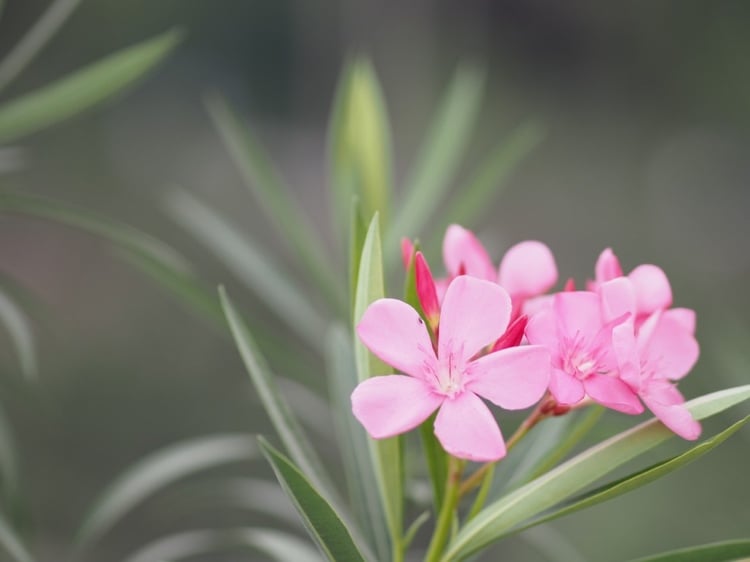 Oleander als Topfpflanze im Garten Pflege und Tipps rund ums Düngen