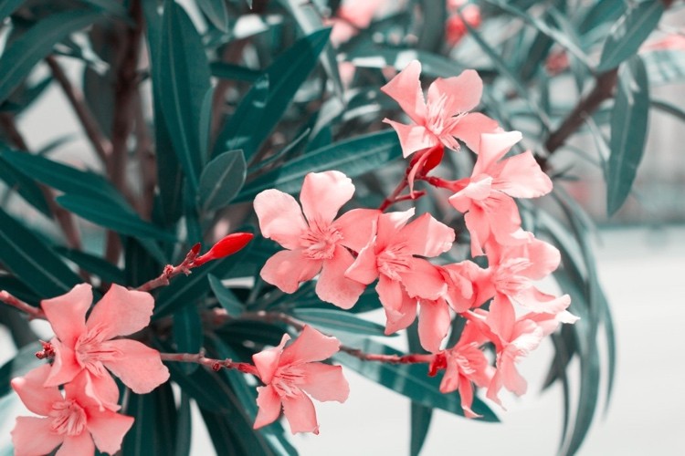 Oleander düngen Tipps für Hobby Gärtner und Gartenarbeit im Frühling