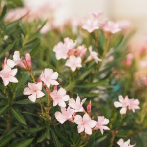 Dünger für Oleander