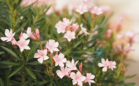 Dünger für Oleander