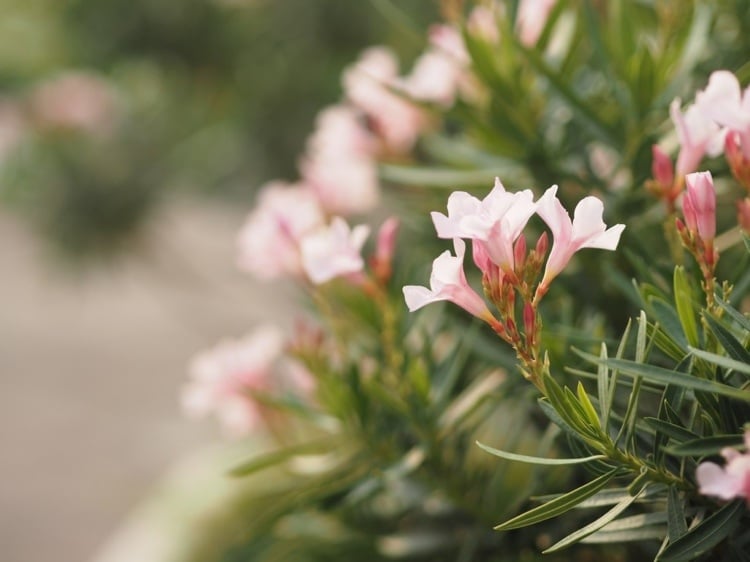 Oleanderpflege und Düngen für mehr Blüten Tipps