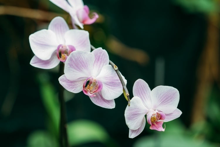Orchideen düngen für Anfänger und günstig - Abfall aus dem Haushalt verwenden