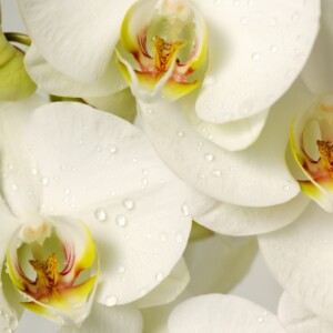 Orchideen düngen mit Hausmitteln - Was ist als Düngemittel geeignet