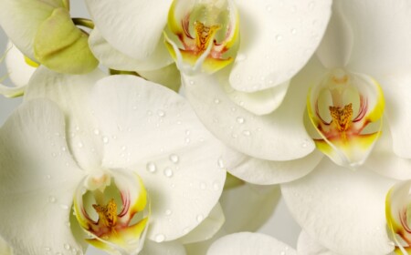 Orchideen düngen mit Hausmitteln - Was ist als Düngemittel geeignet