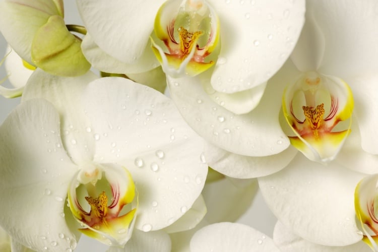 Orchideen düngen mit Hausmitteln - Was ist als Düngemittel geeignet
