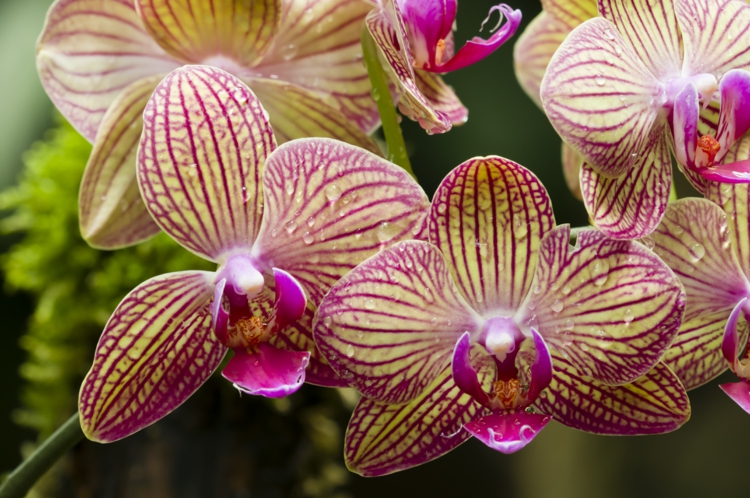 Orchids fertilize correctly - tips at the time