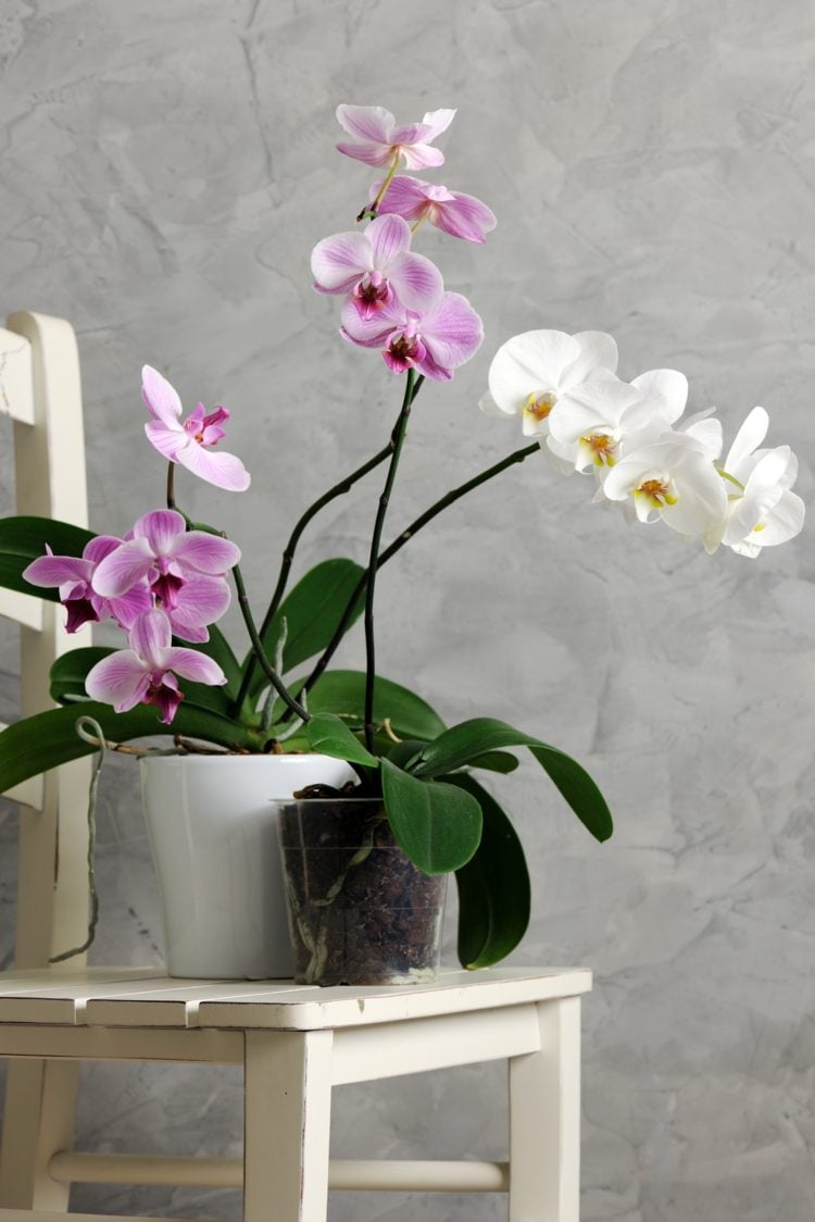 Orchideen düngen sollte nach dem Umtopfen für ein paar Wochen eingestellt werden