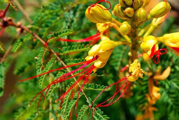 Paradiesvogelbusch (Caesalpinia gilliesii) - Ein Farbmix aus Grün, Gelb und Rot