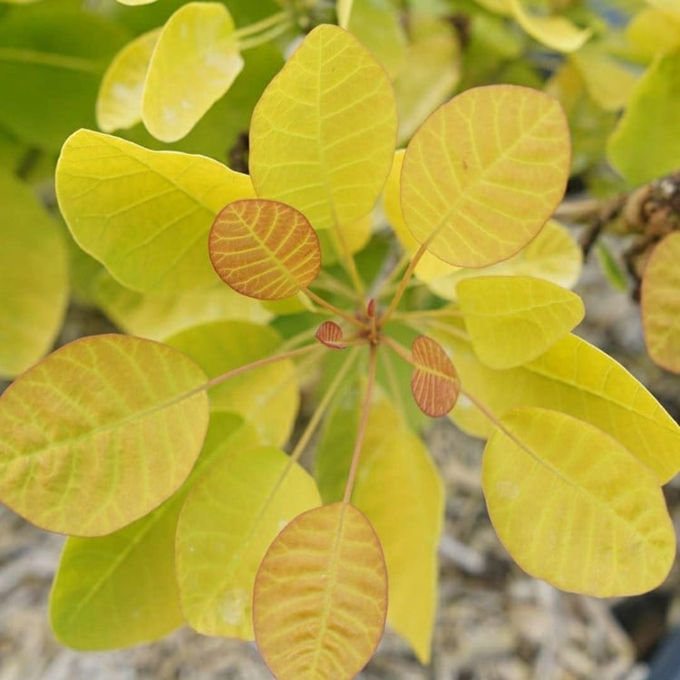 Perückenstrauch (Cotinus coggygria) mit gelben Blättern und flauschigen Blütenständen