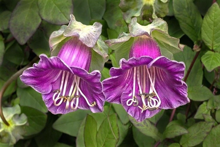 Pflanzen, die viel Sonne vertragen Glockenrebe hat lila Blüten