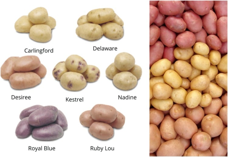 Unterschiedliche Kartoffelsorten haben einen unterschiedlichen glykämischen Index