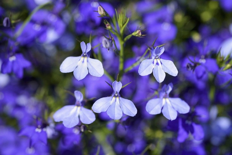 Welche Balkonpflanzen blühen den ganzen Sommer blaue Lobelie noch Männertreu bekannt