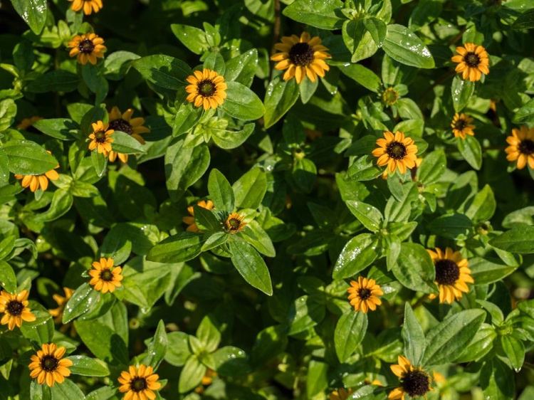 bienenfreundliche Balkonpflanzen für Sommer Saison Ideen für Hängepflanzen Husarenknopf Pflege Tipps und Pflanzung in Blumenkästen