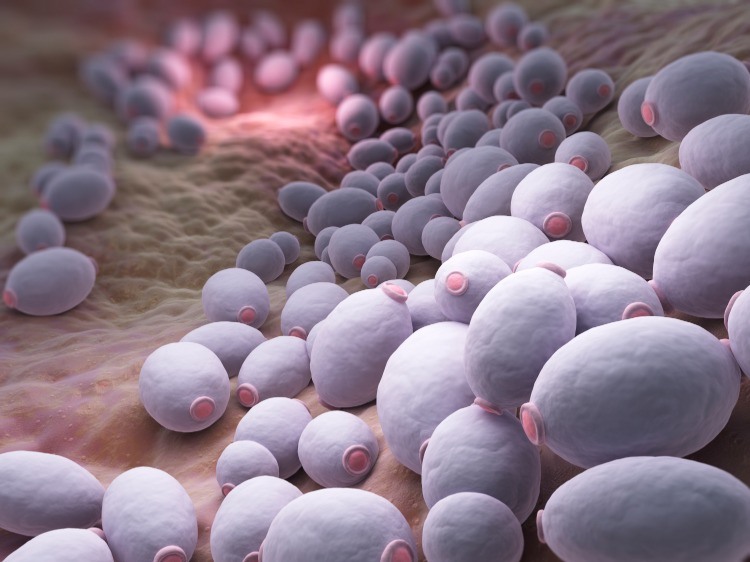 darmbakterien parasitäre infektionen mikrobiom zusammenhang