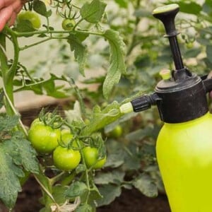 düngemittel für tomaten grün im frühen wachstumsstadium