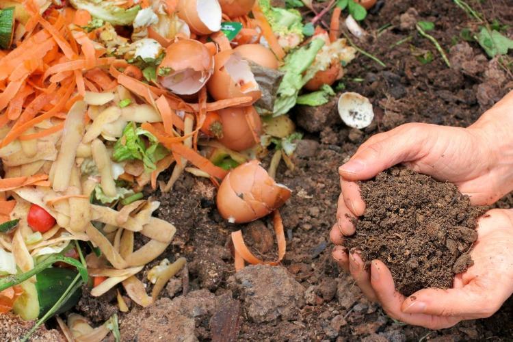 eigenen kompost aus essensresten herstellen und daraus dünger für teichpflazen selber machen