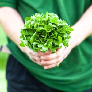 frau hält angesammelte brunnenkresse kaufen oder pflanzen im garten und diabetes behandeln